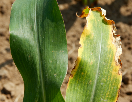 Glyphosate & Actifs Polaires